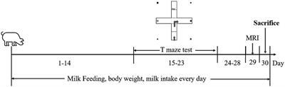Milk fat globule membrane promotes brain development in piglets by enhancing the connection of white matter fiber trace